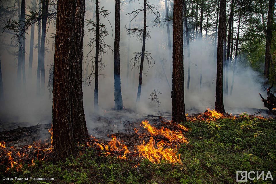 Останови огонь! В случае обнаружения лесного пожара немедленно звони в экстренные службы