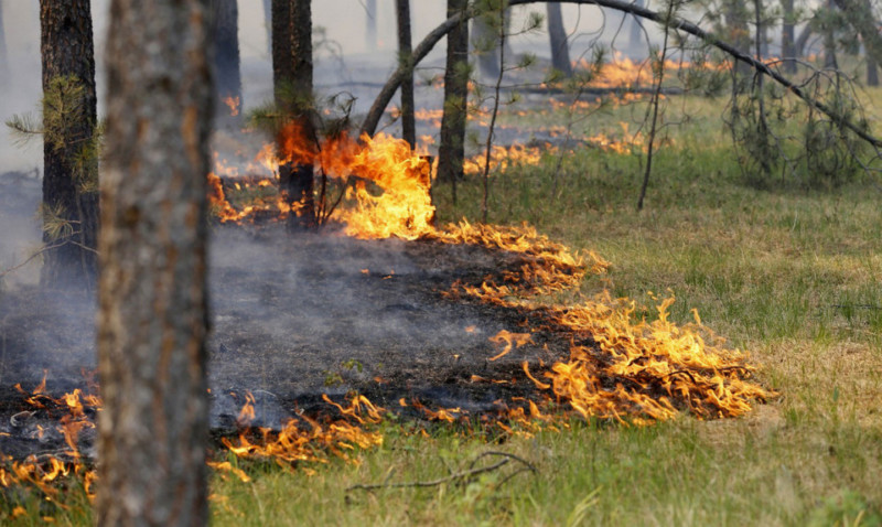 Прокуратура Якутии разъясняет об ответственности за пожарную безопасность в лесах
